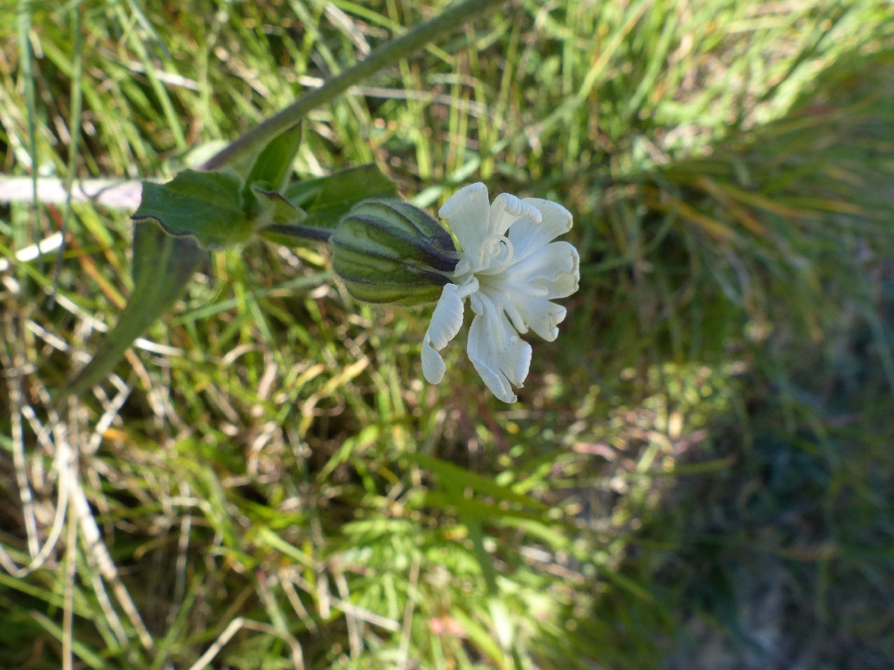 fleur