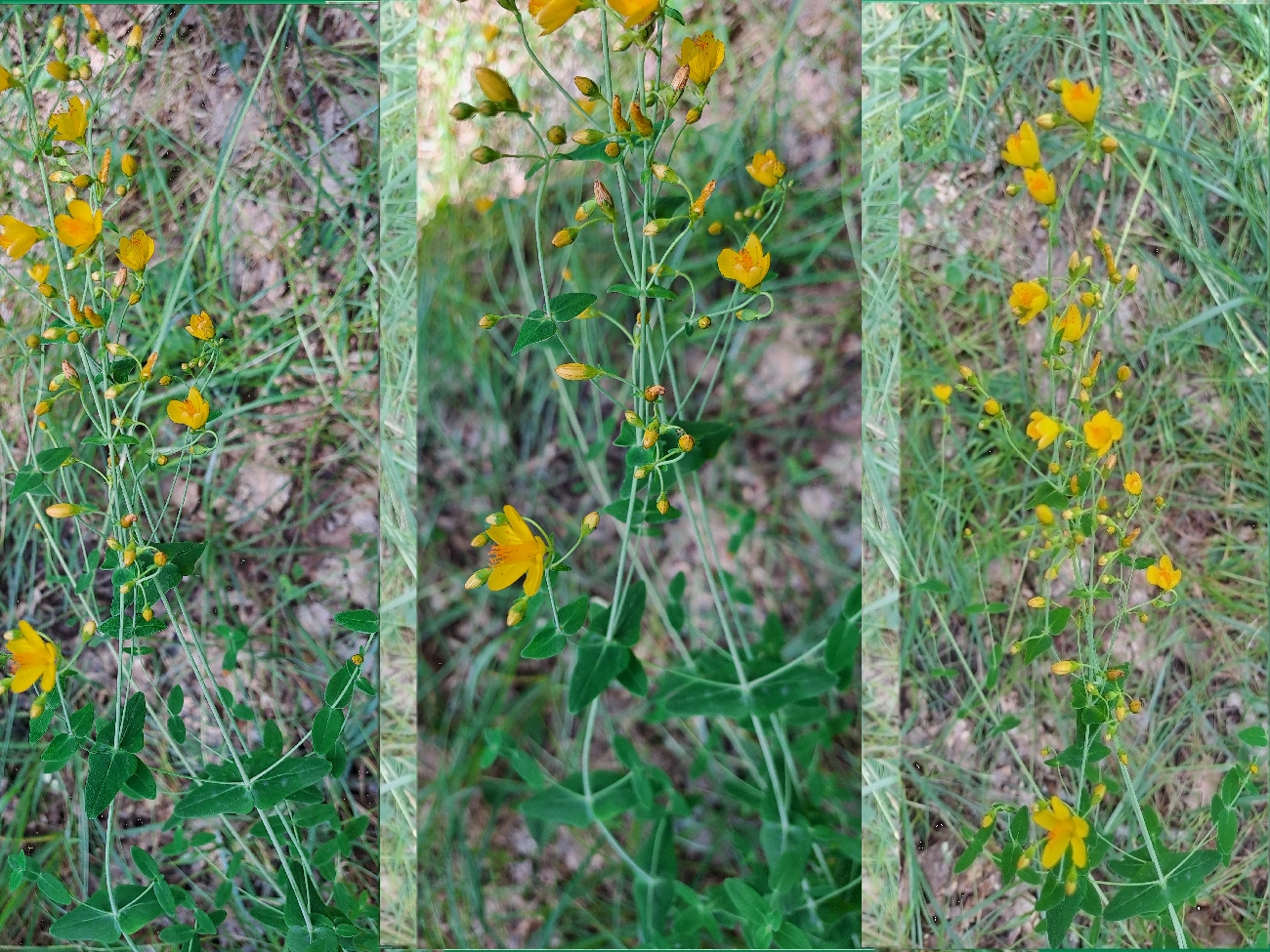 fleur