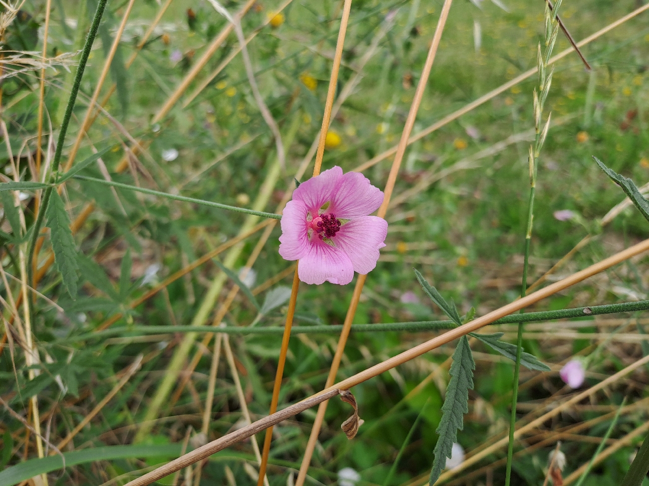 fleur