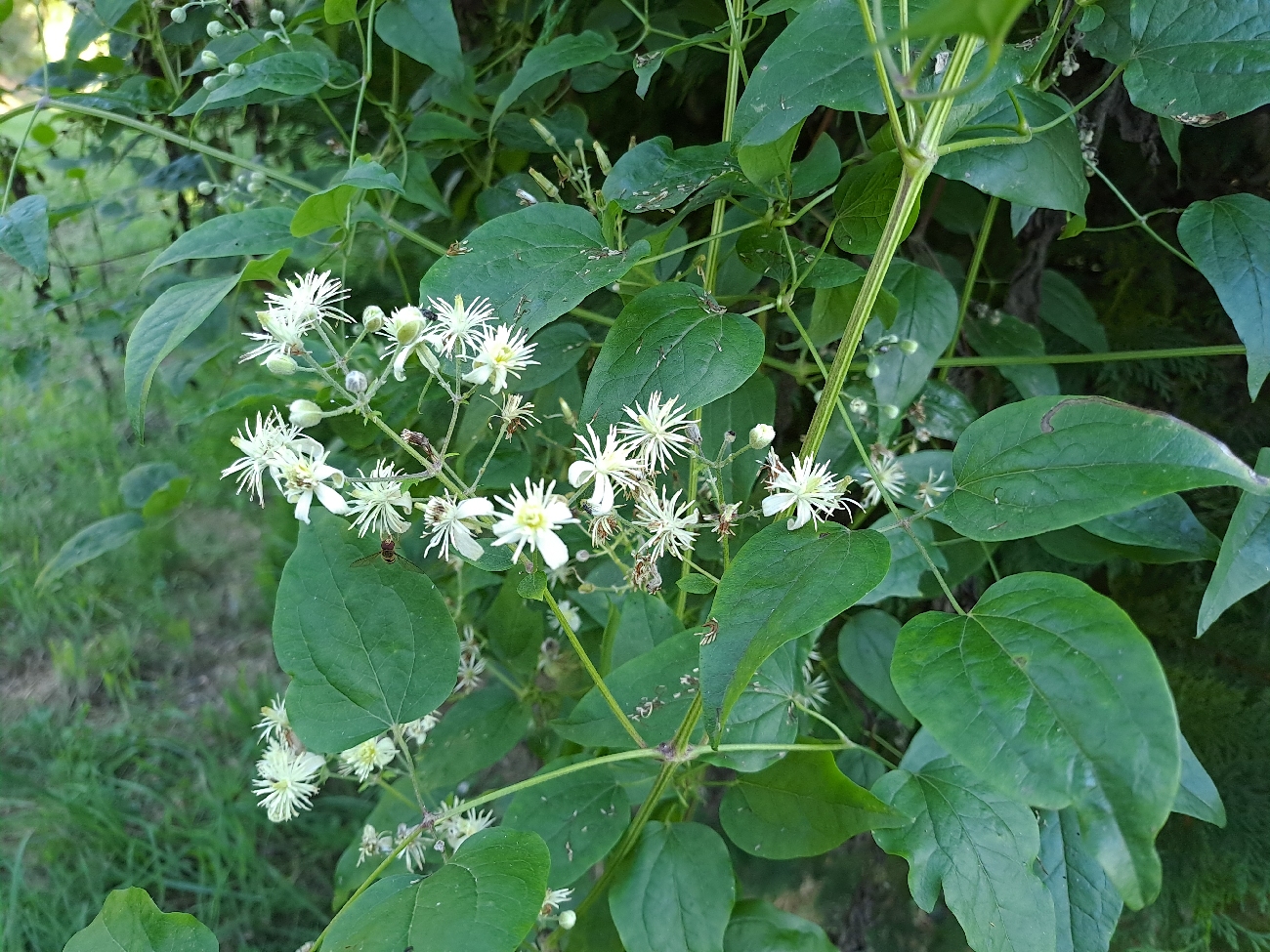 fleur