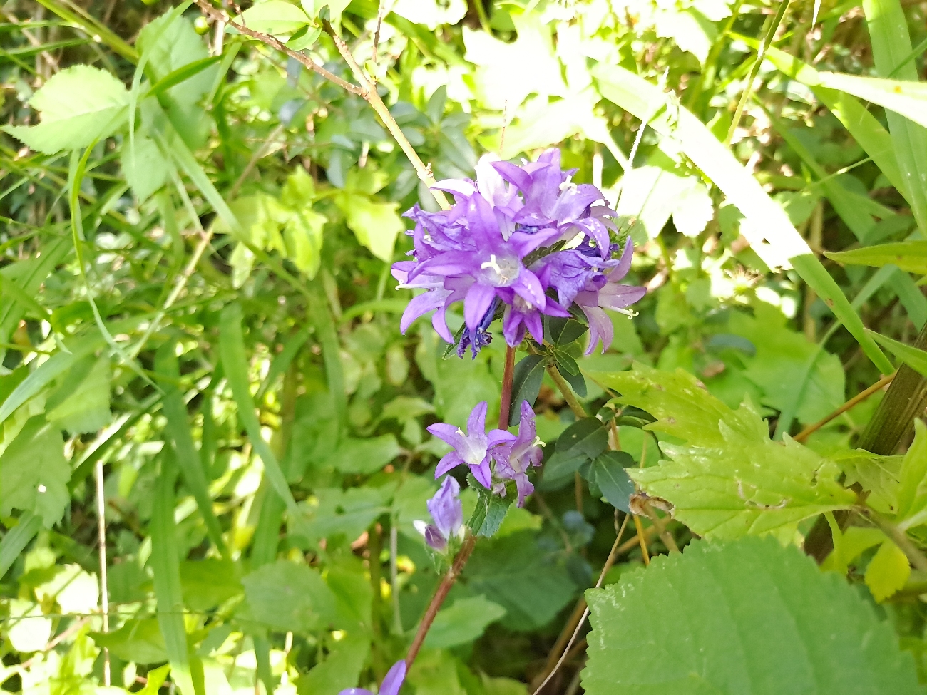 fleur