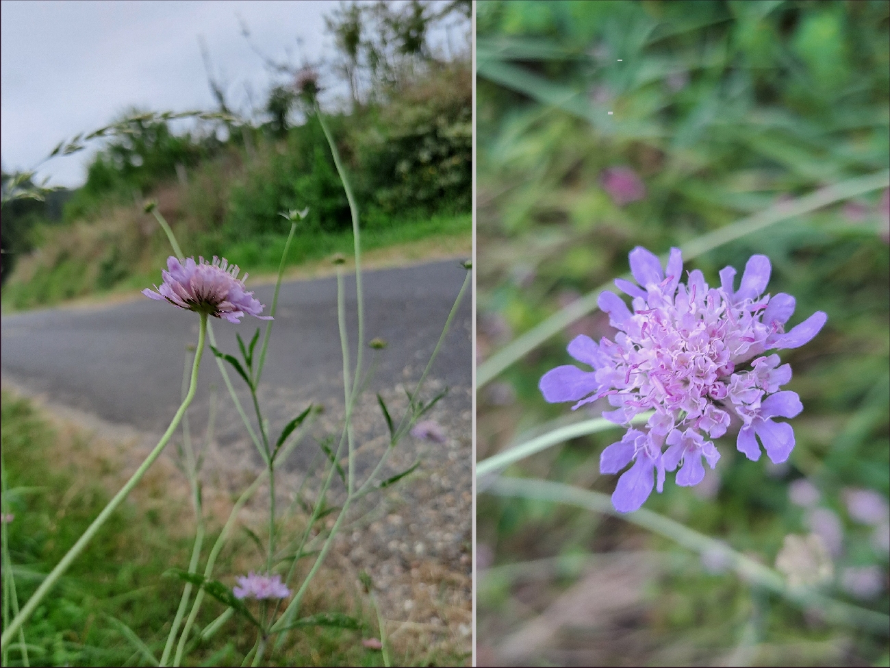 fleur