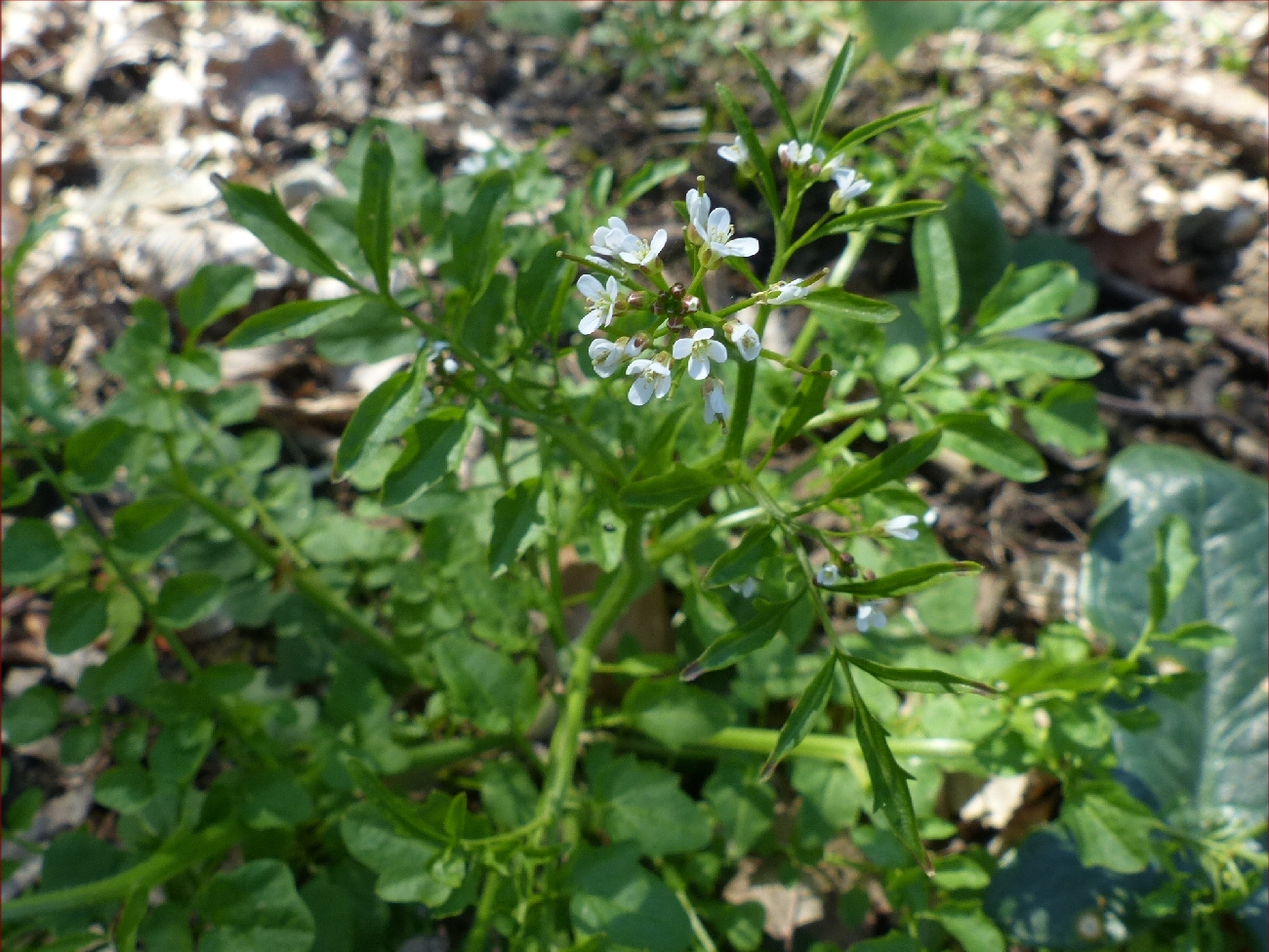 fleur