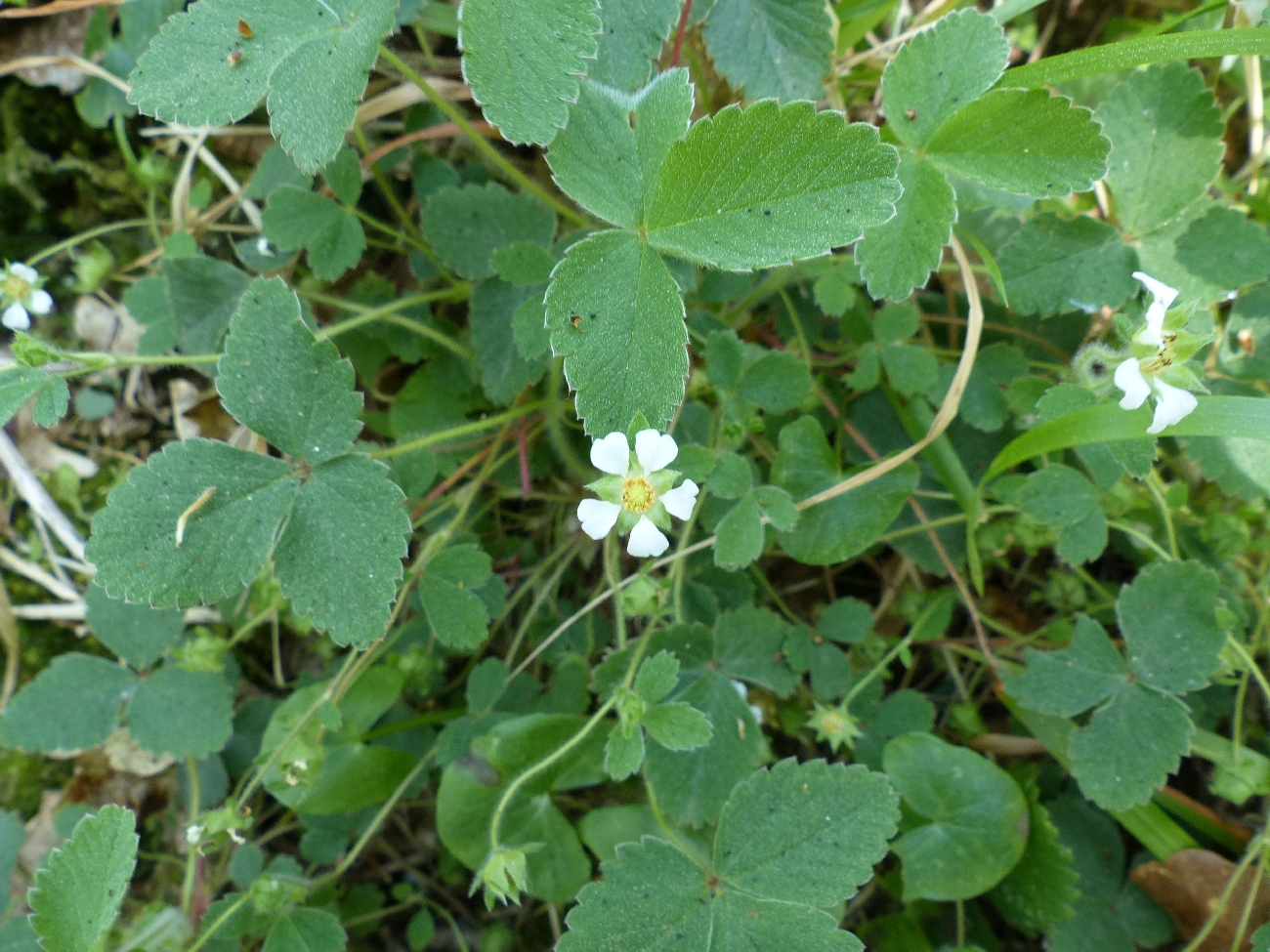 fleur