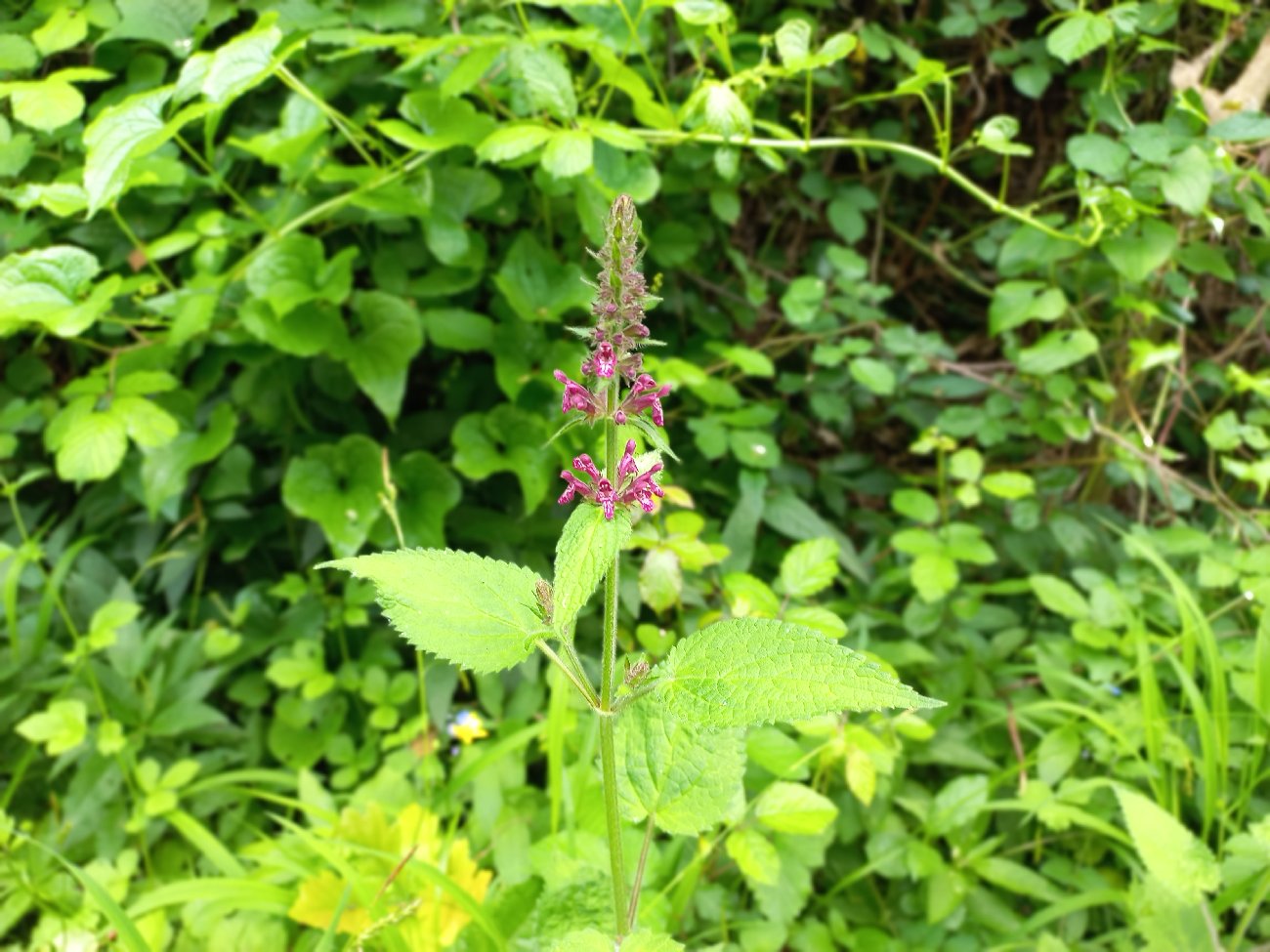 fleur