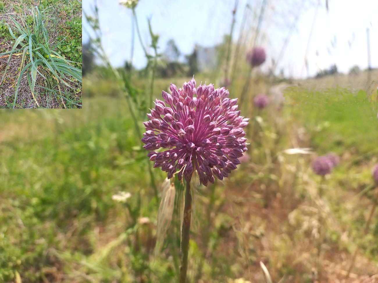 fleur