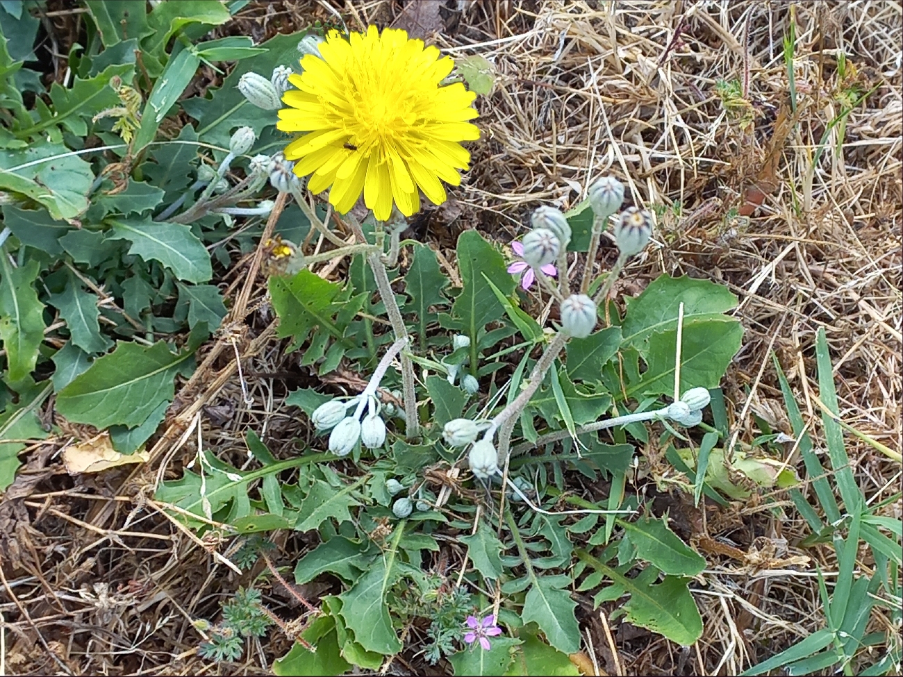 fleur