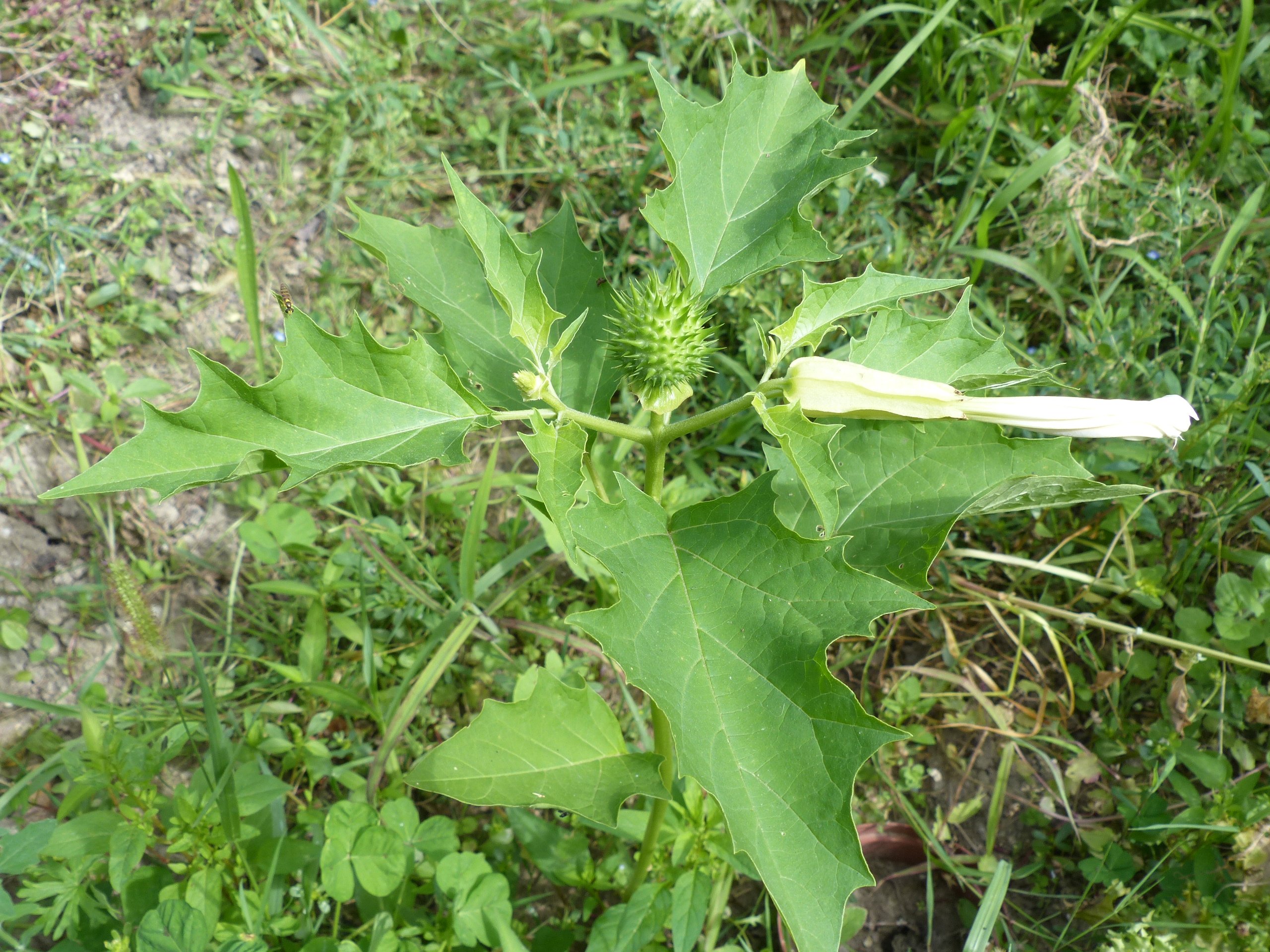 fleur
