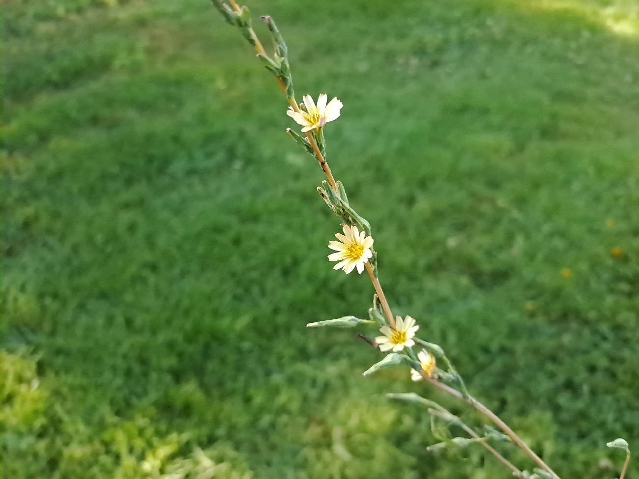fleur