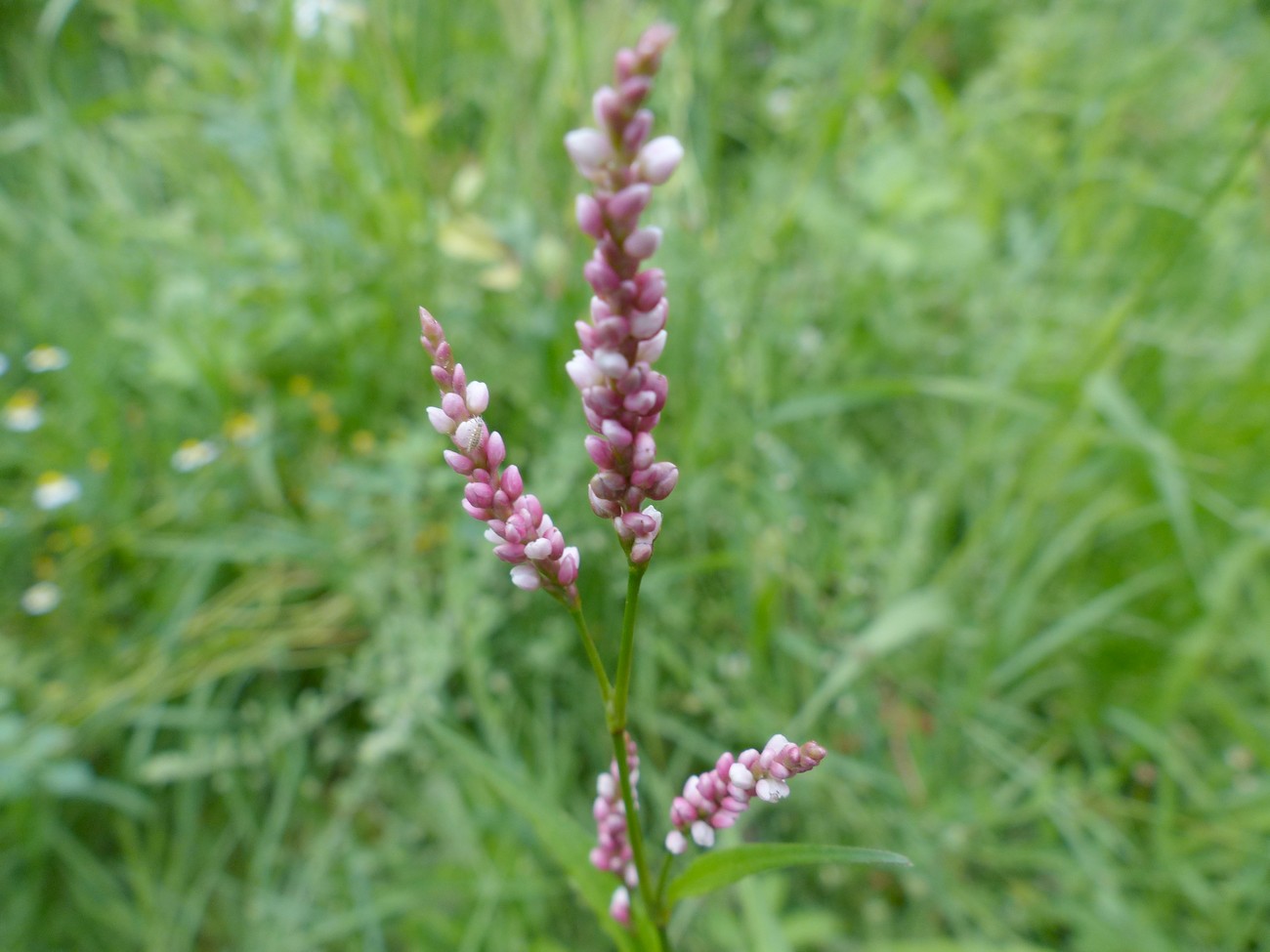 fleur