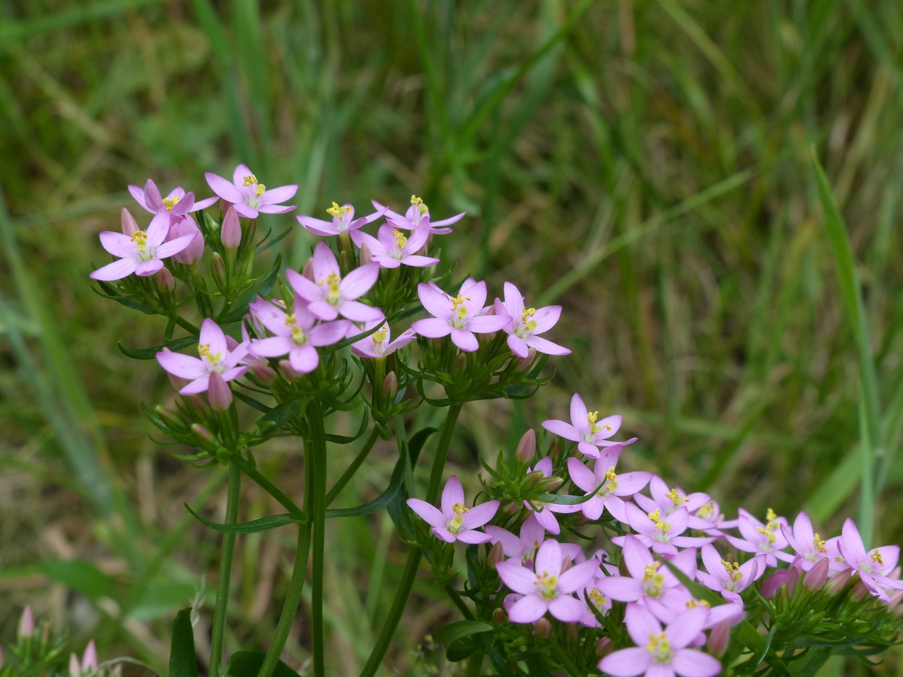 fleur