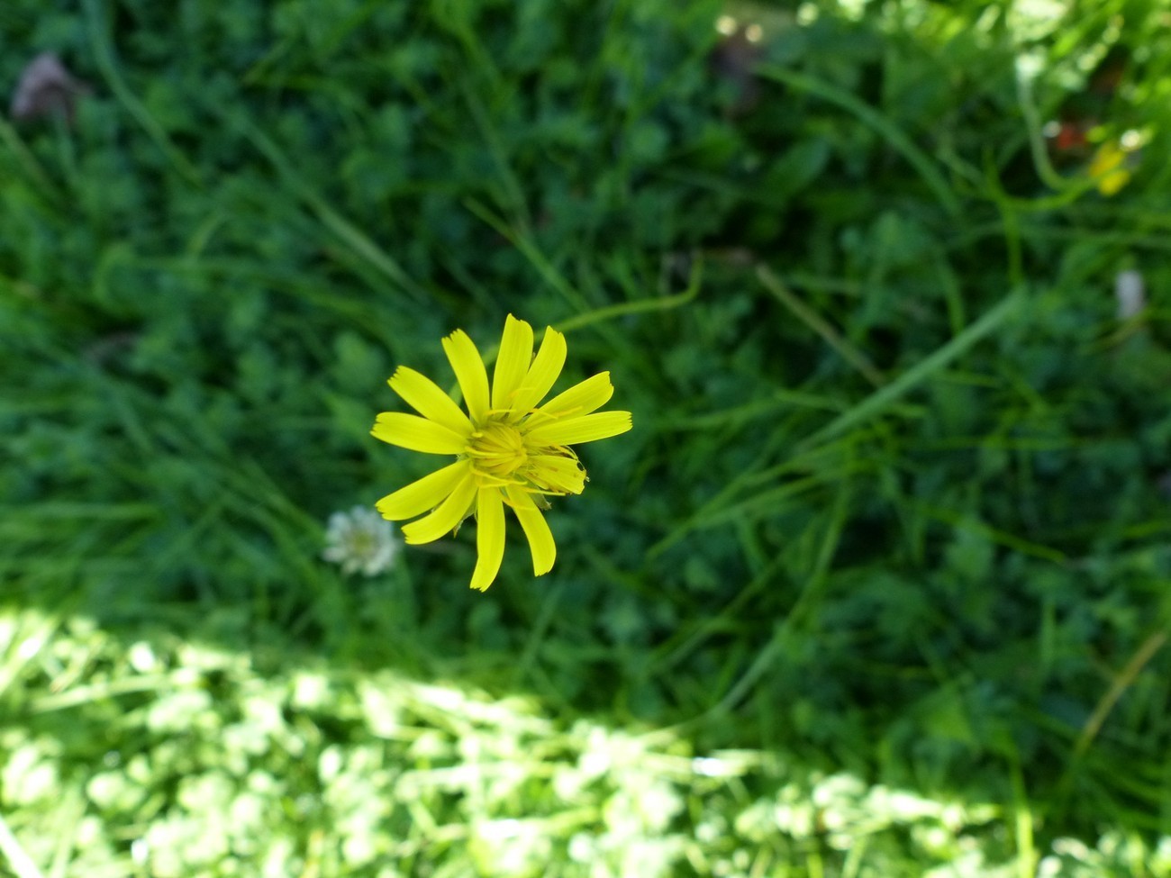 fleur