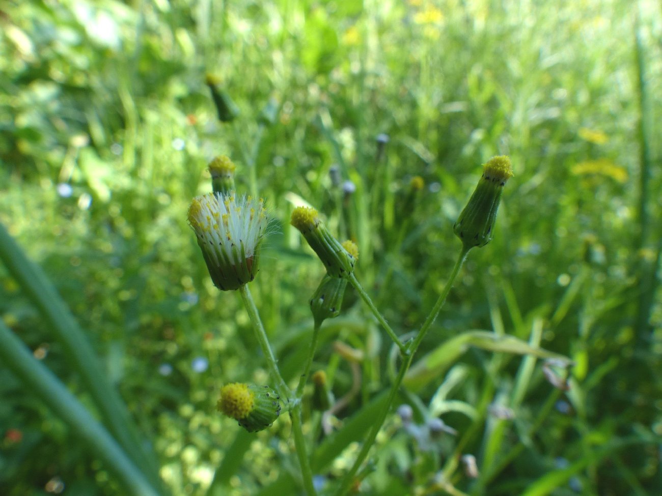 fleur