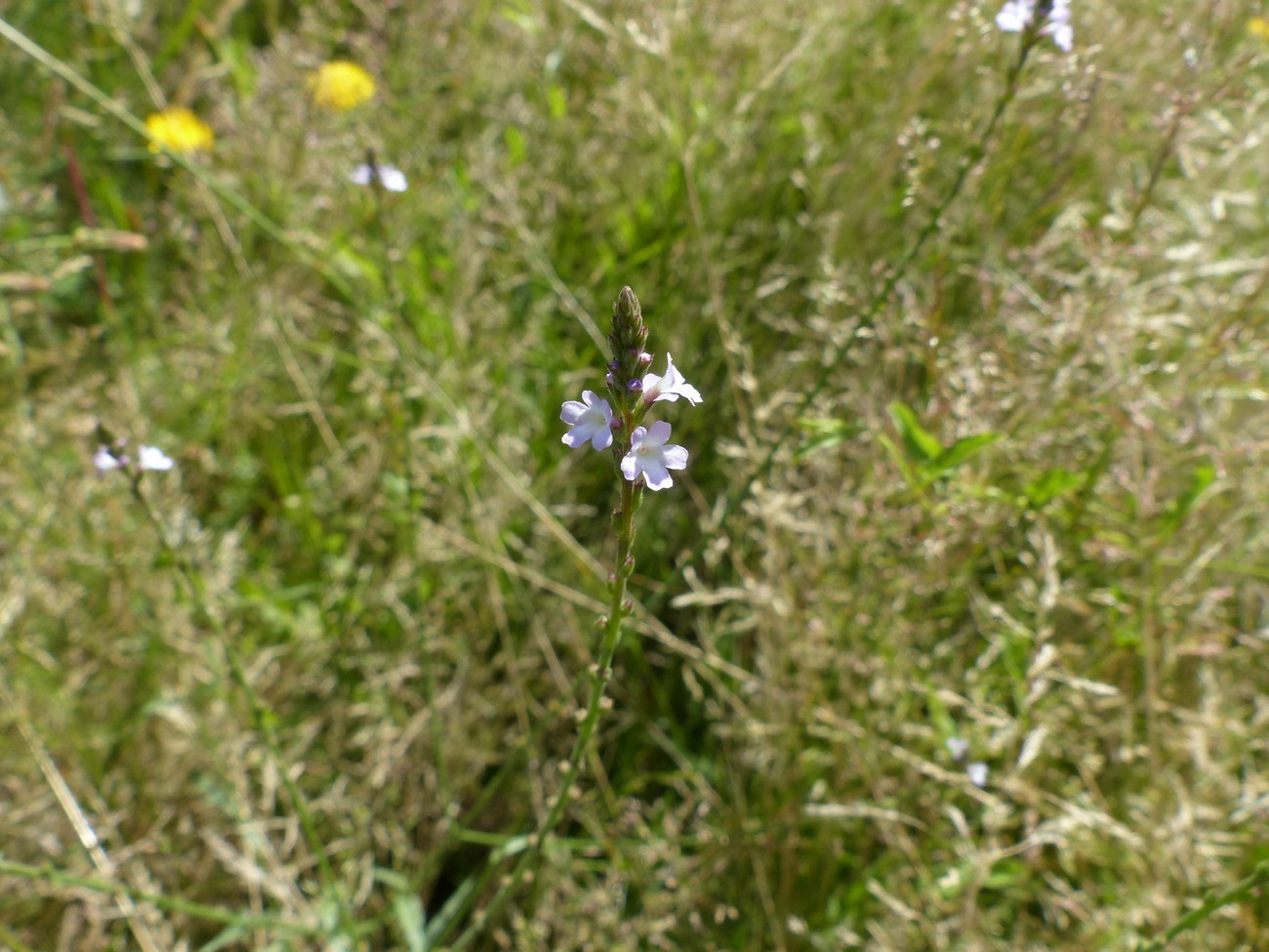 fleur