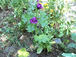 fleur