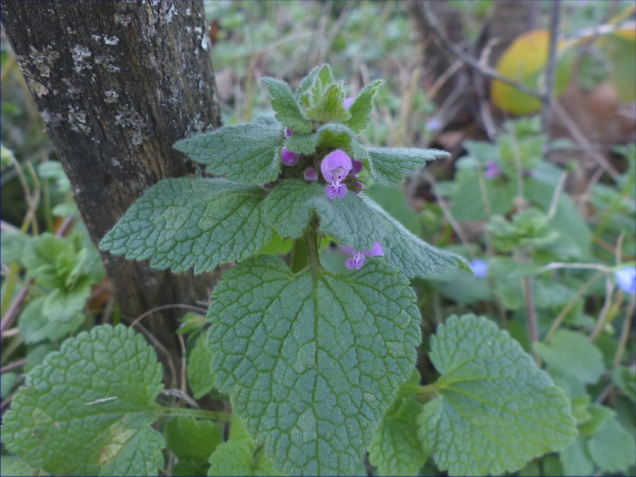 fleur