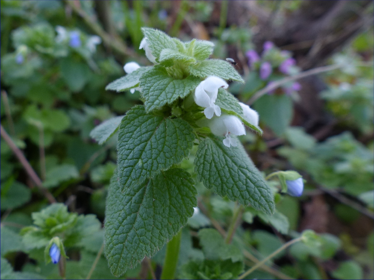 fleur