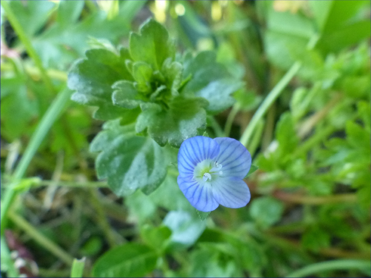 fleur