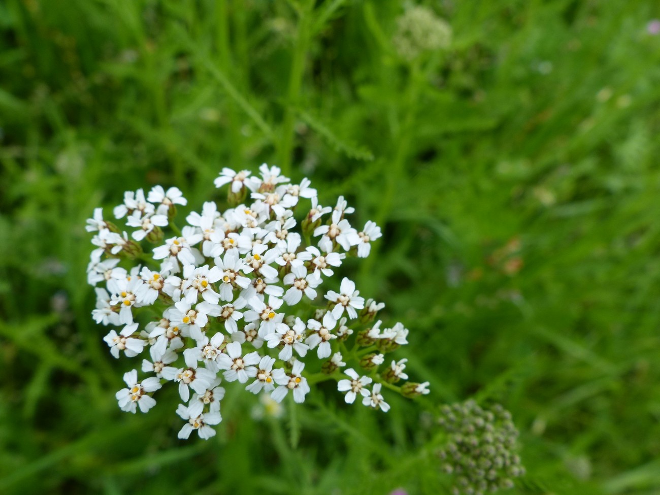 fleur
