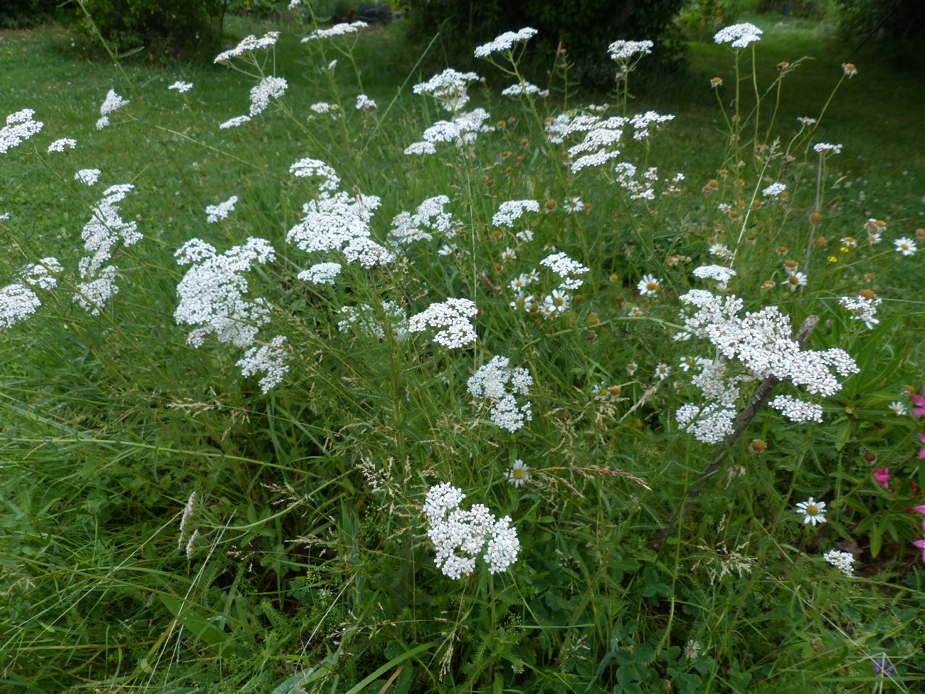 fleur