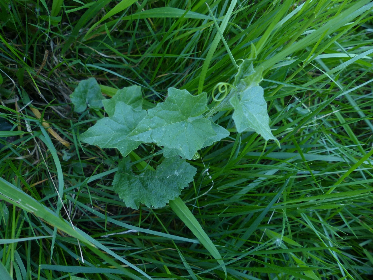 fleur