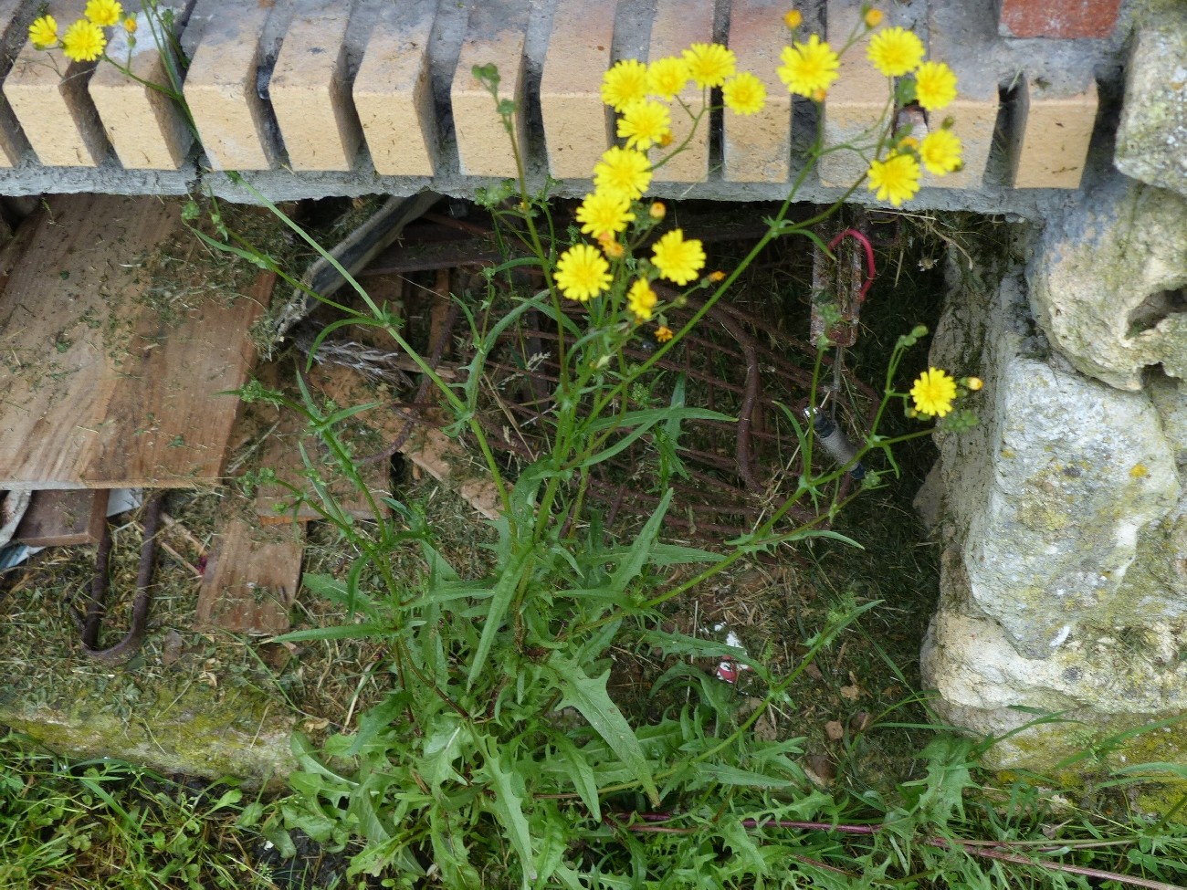 fleur