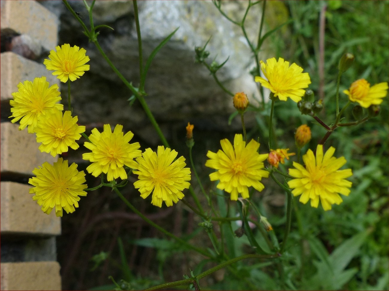fleur