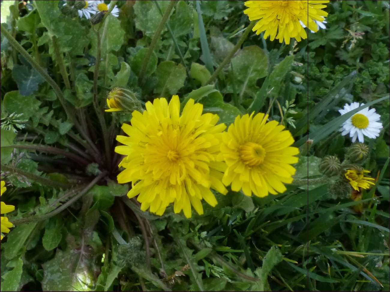 fleur