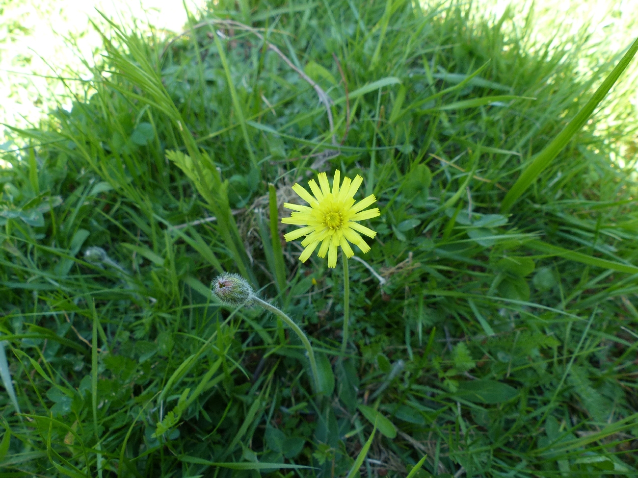 fleur