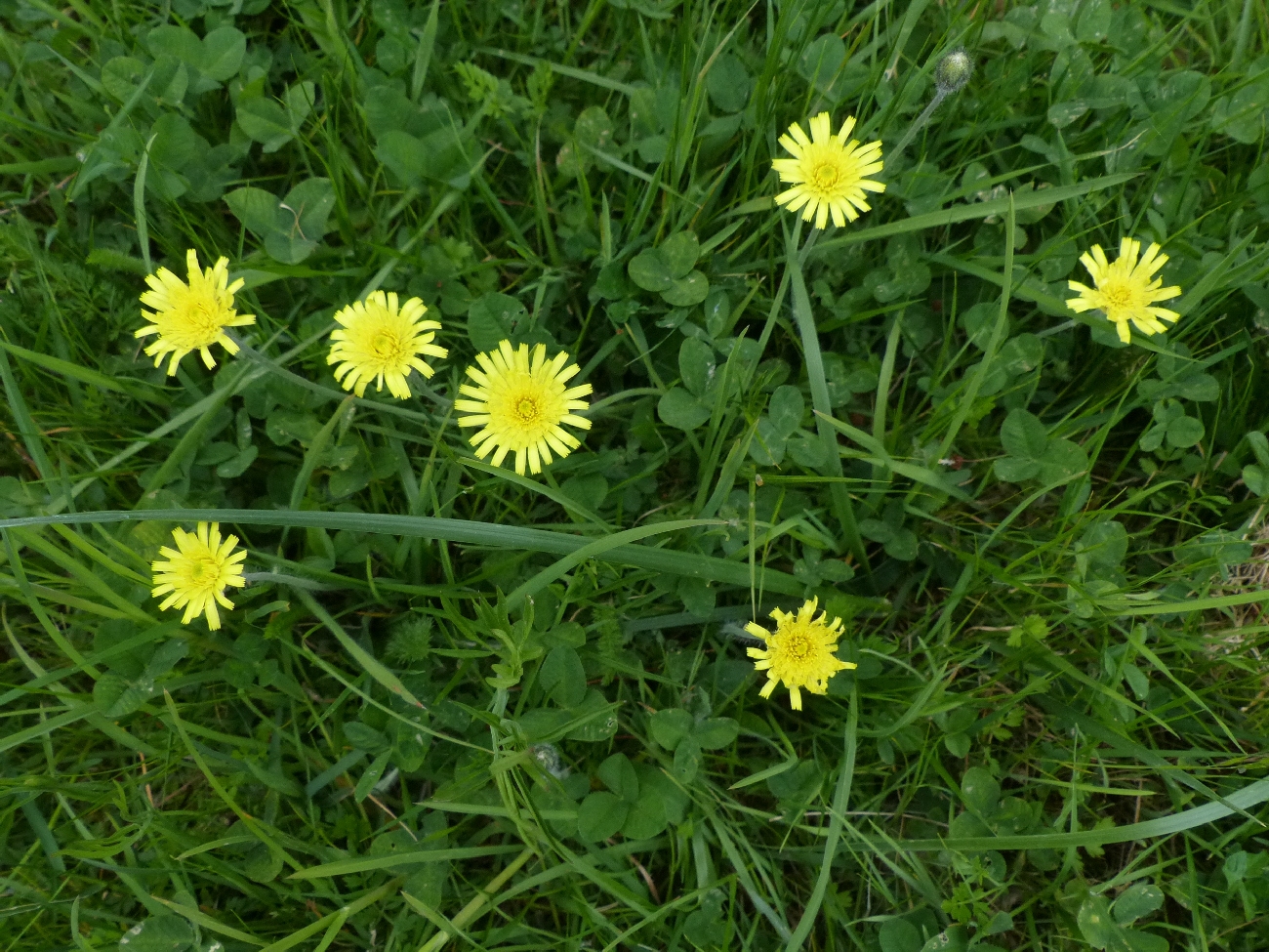 fleur