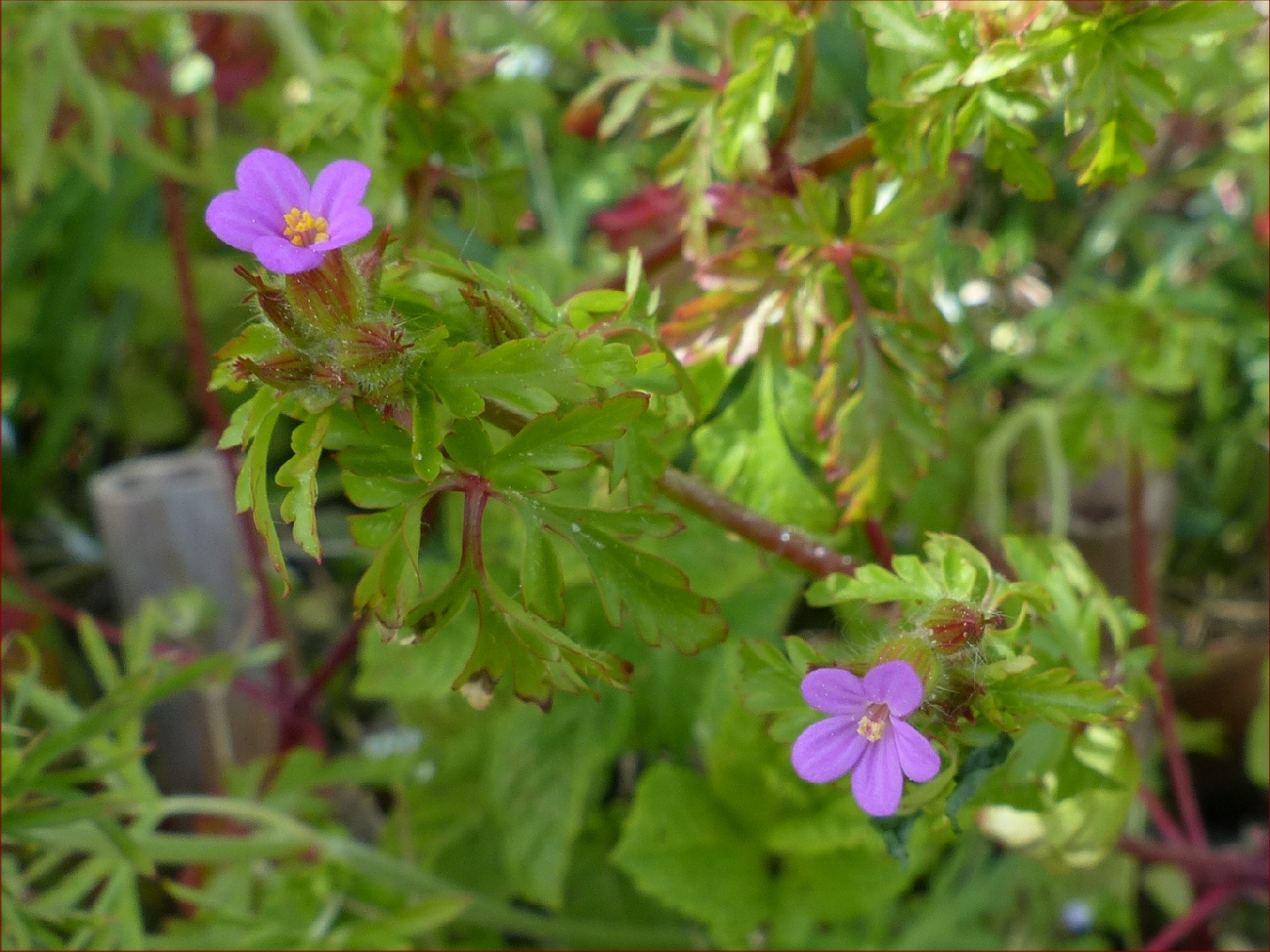 fleur