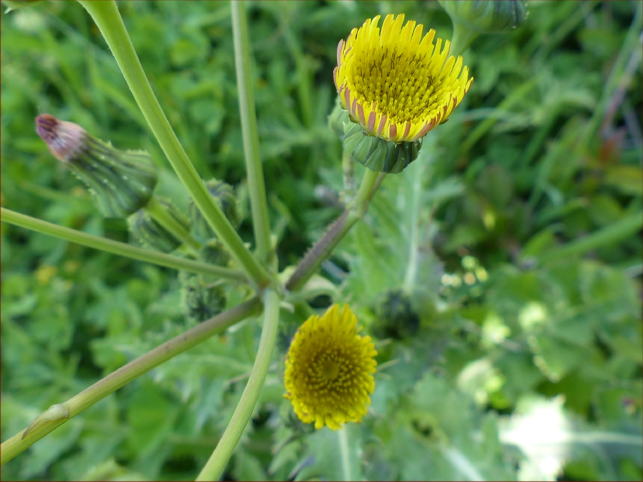 fleur
