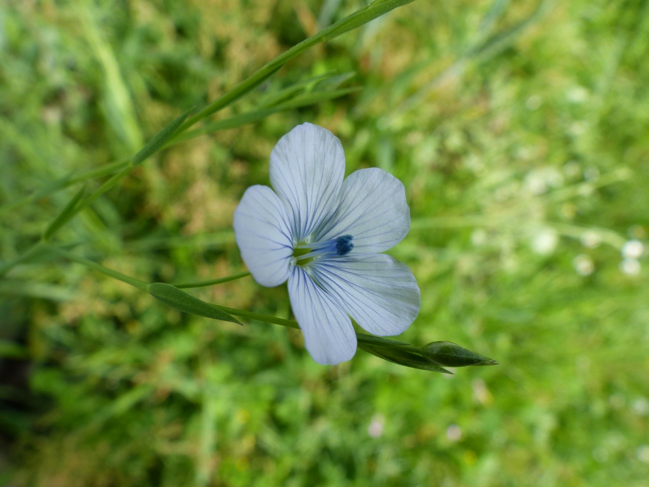 fleur