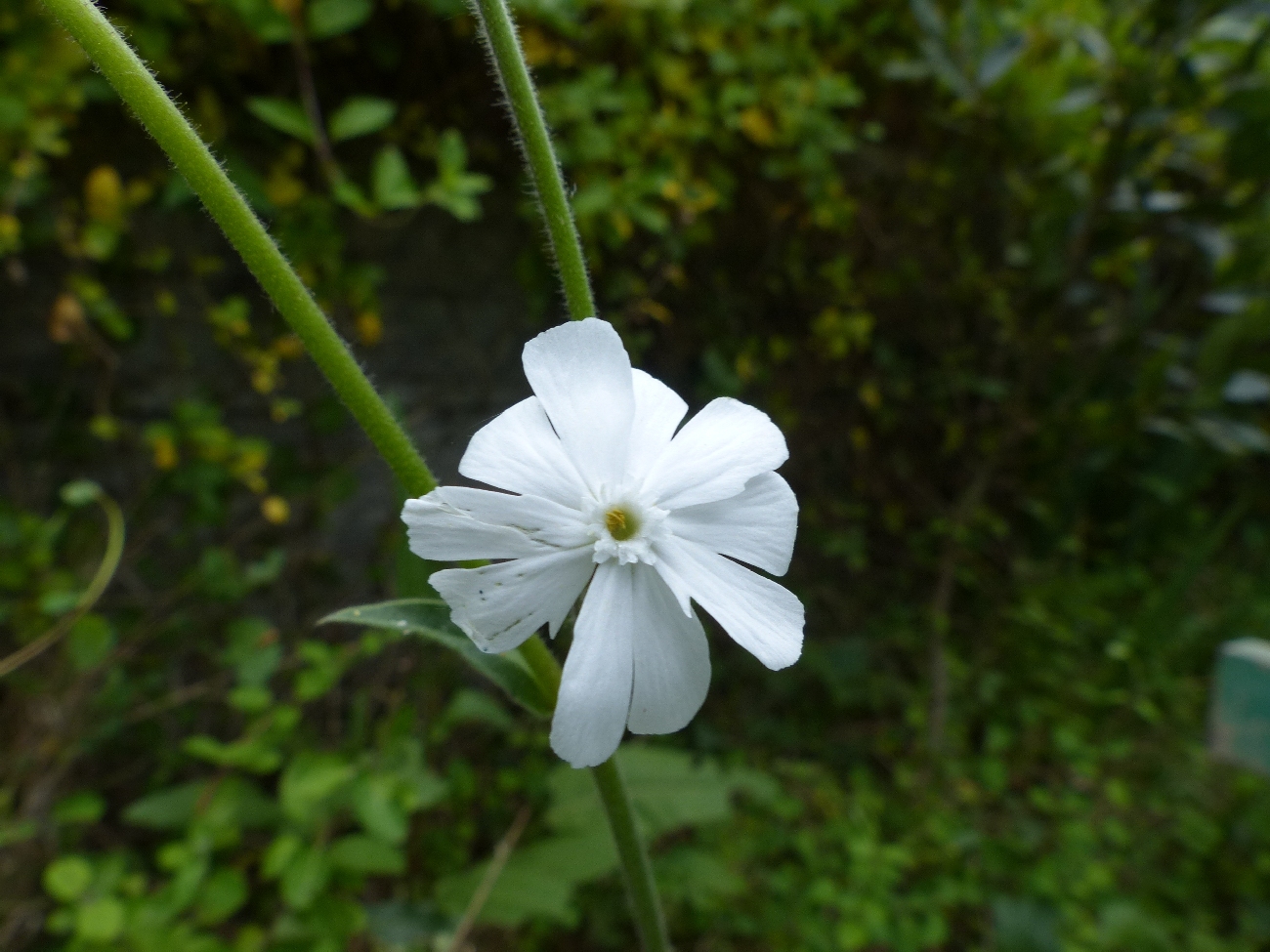 fleur