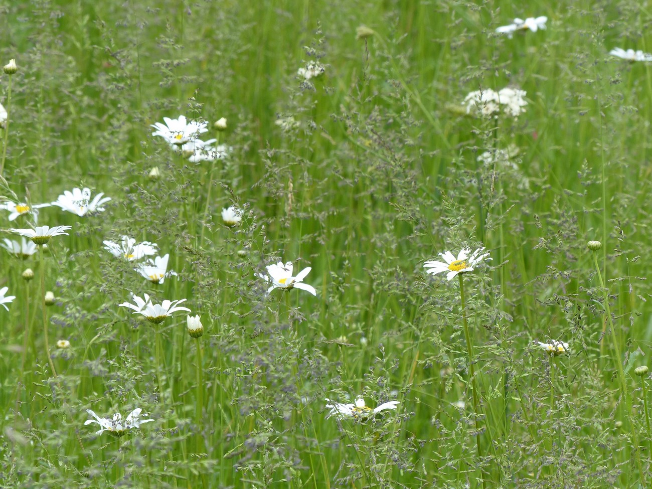 fleur