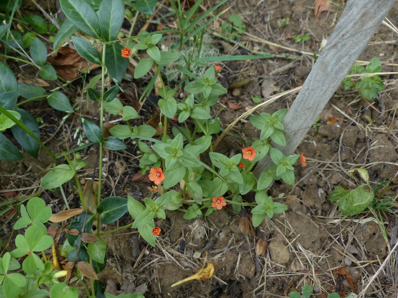 fleur