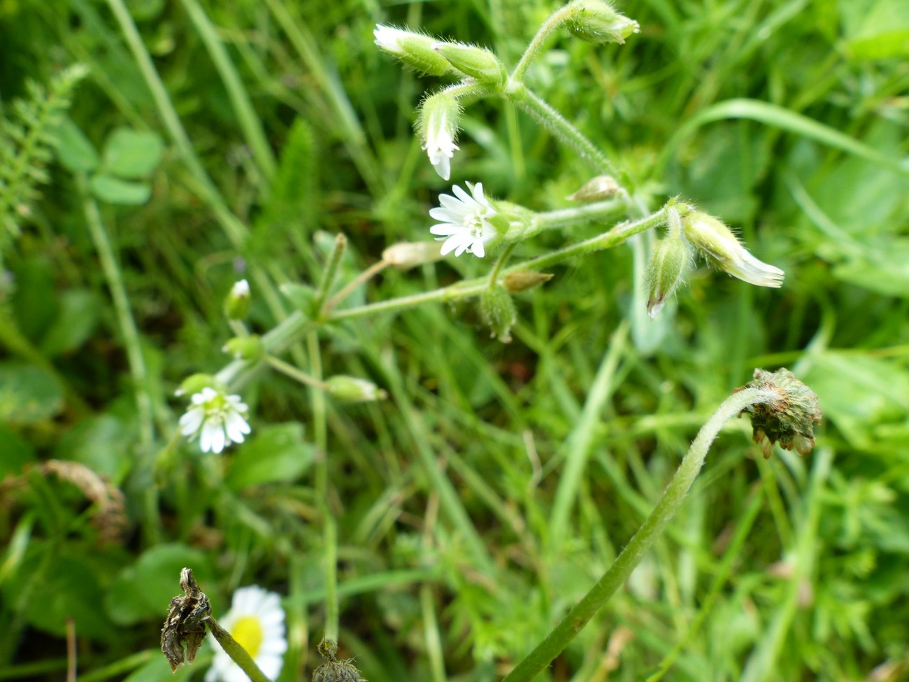 fleur