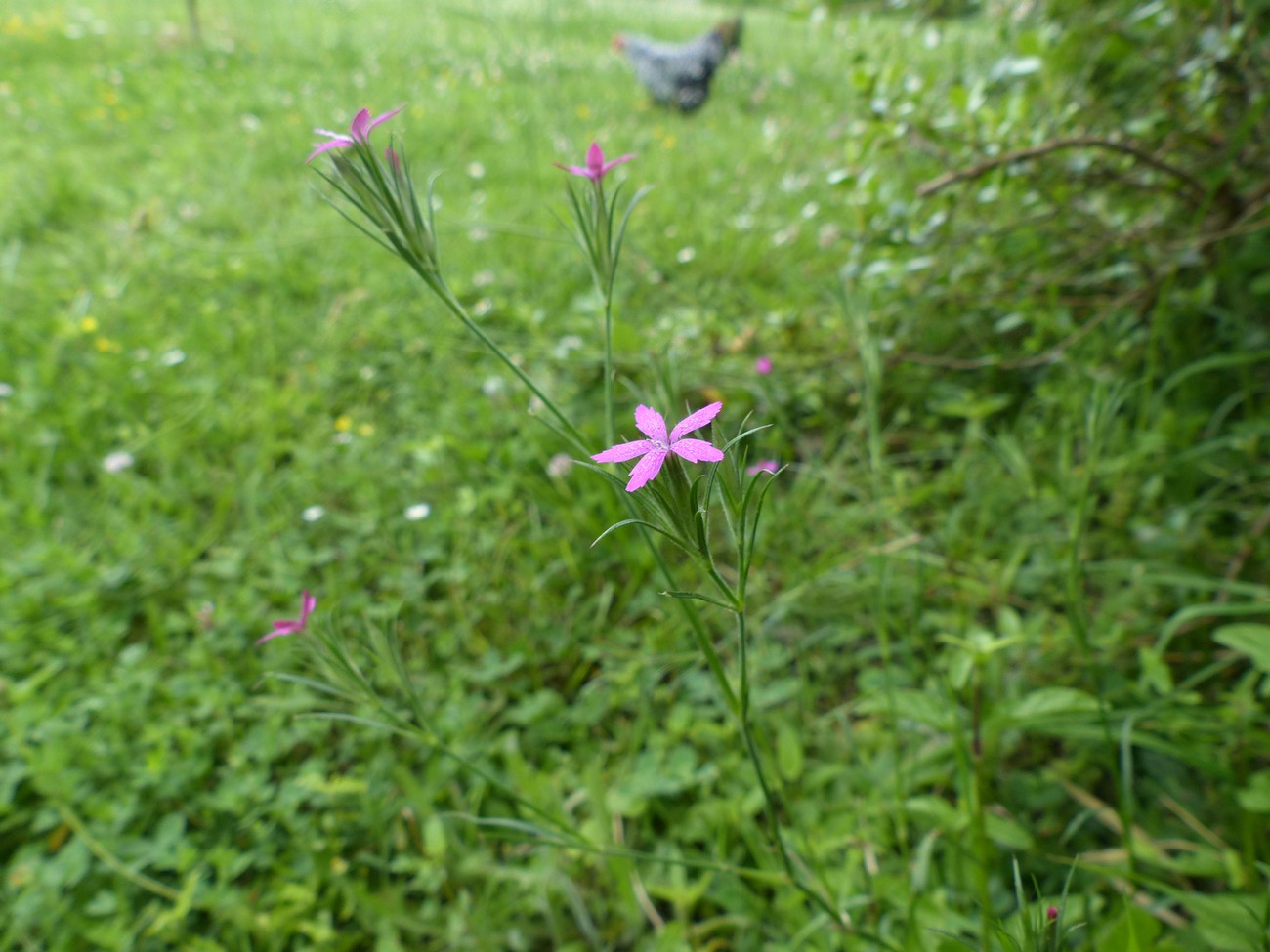 fleur
