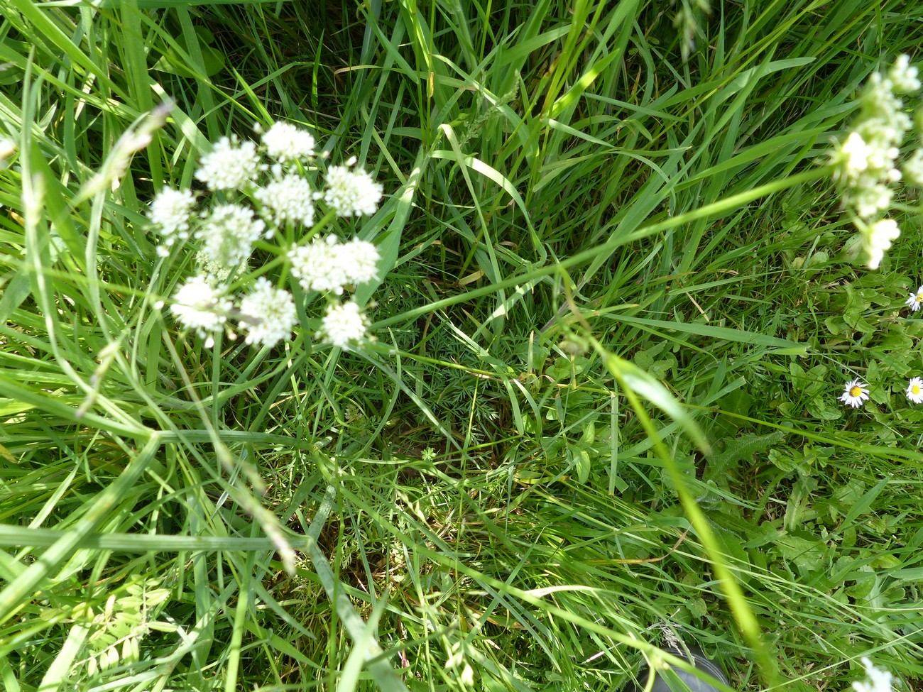 fleur