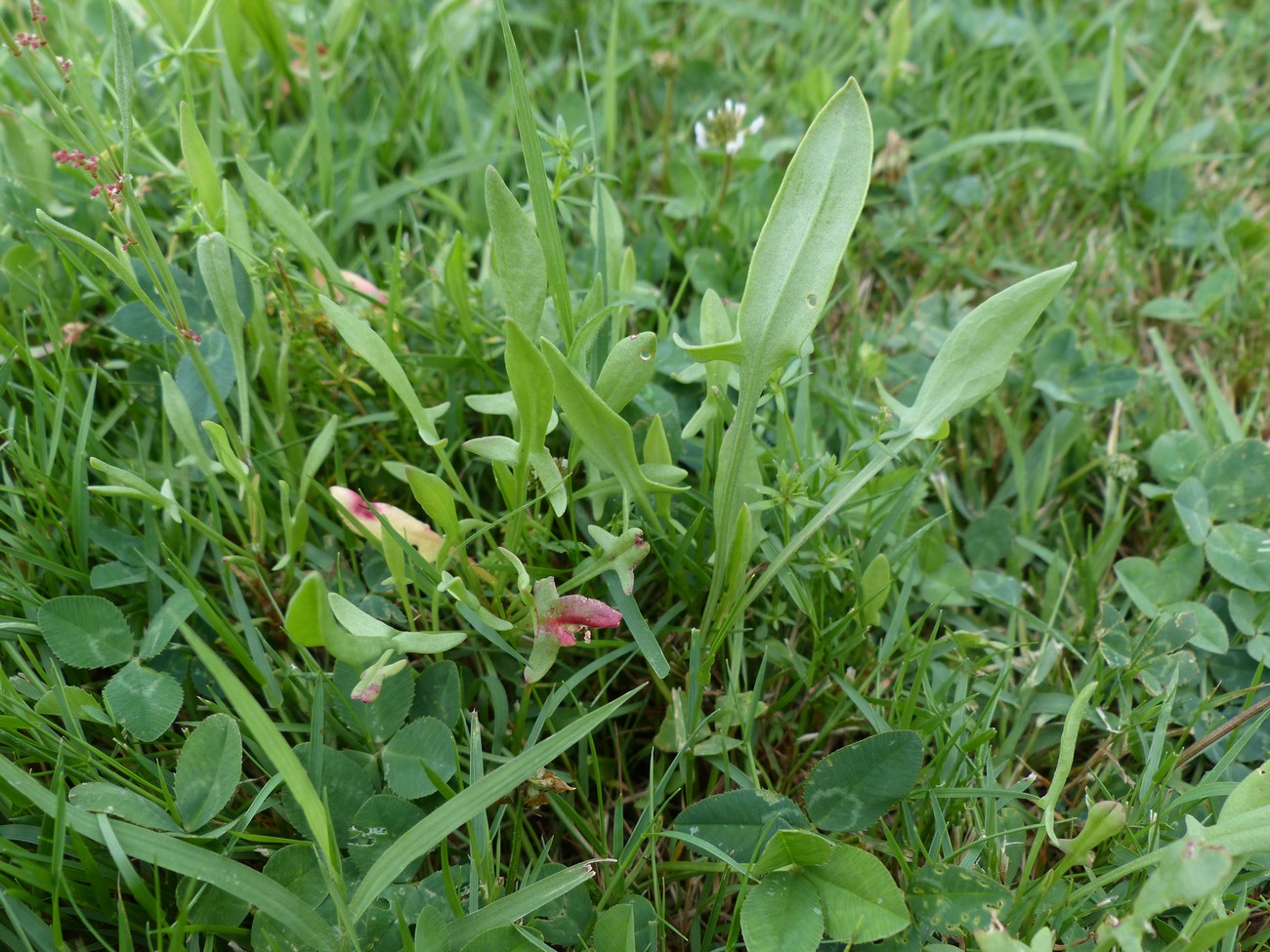fleur