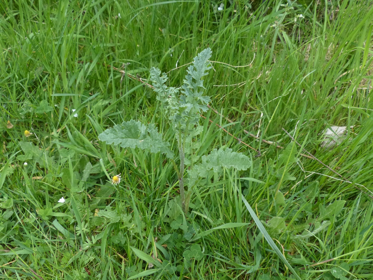 fleur