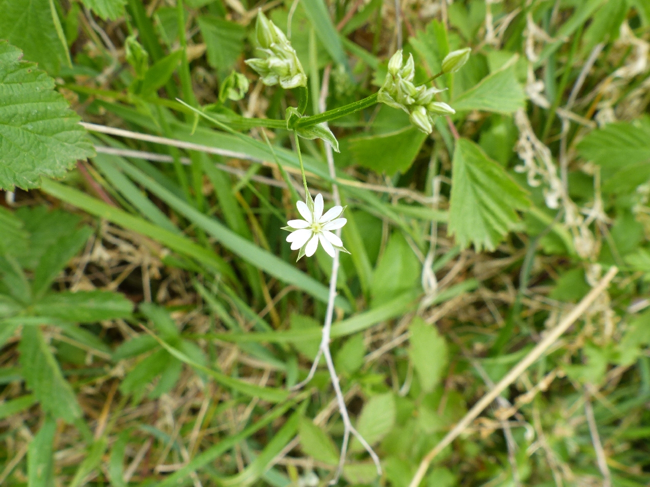fleur