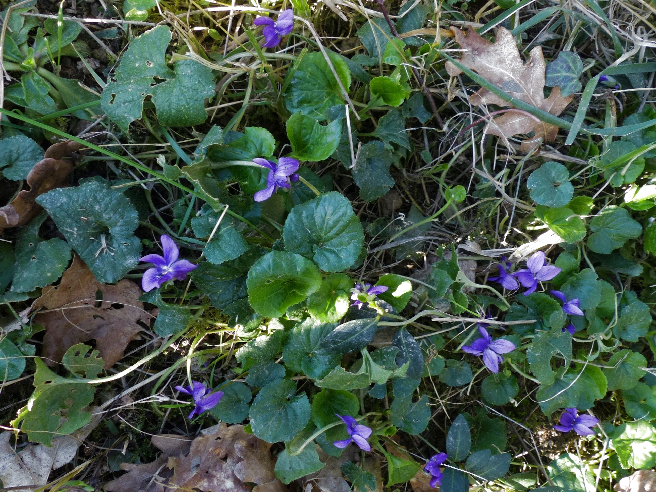 fleur