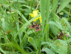 fleur