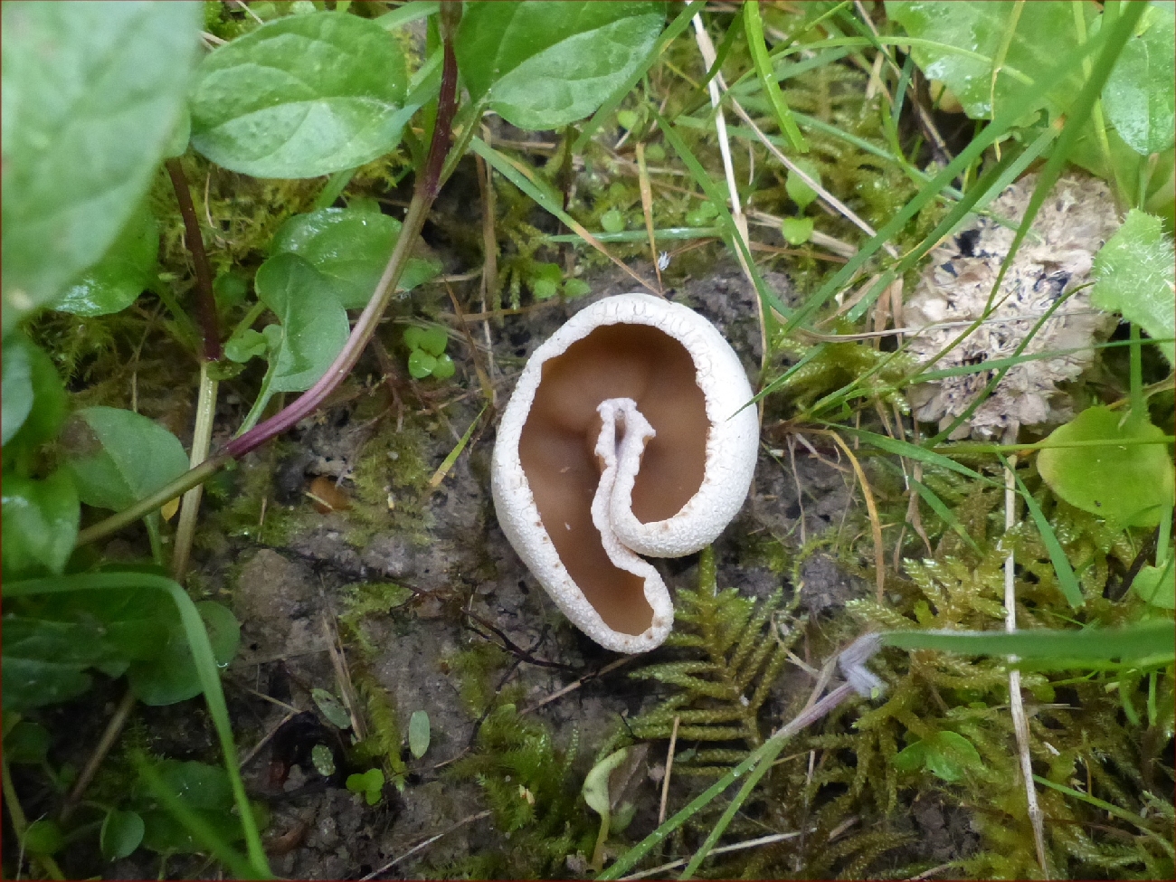 Champignons