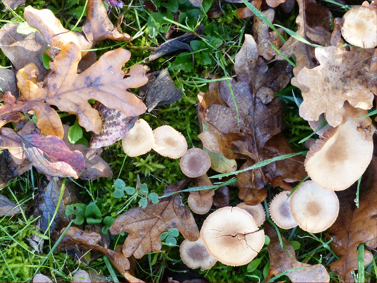 Champignons