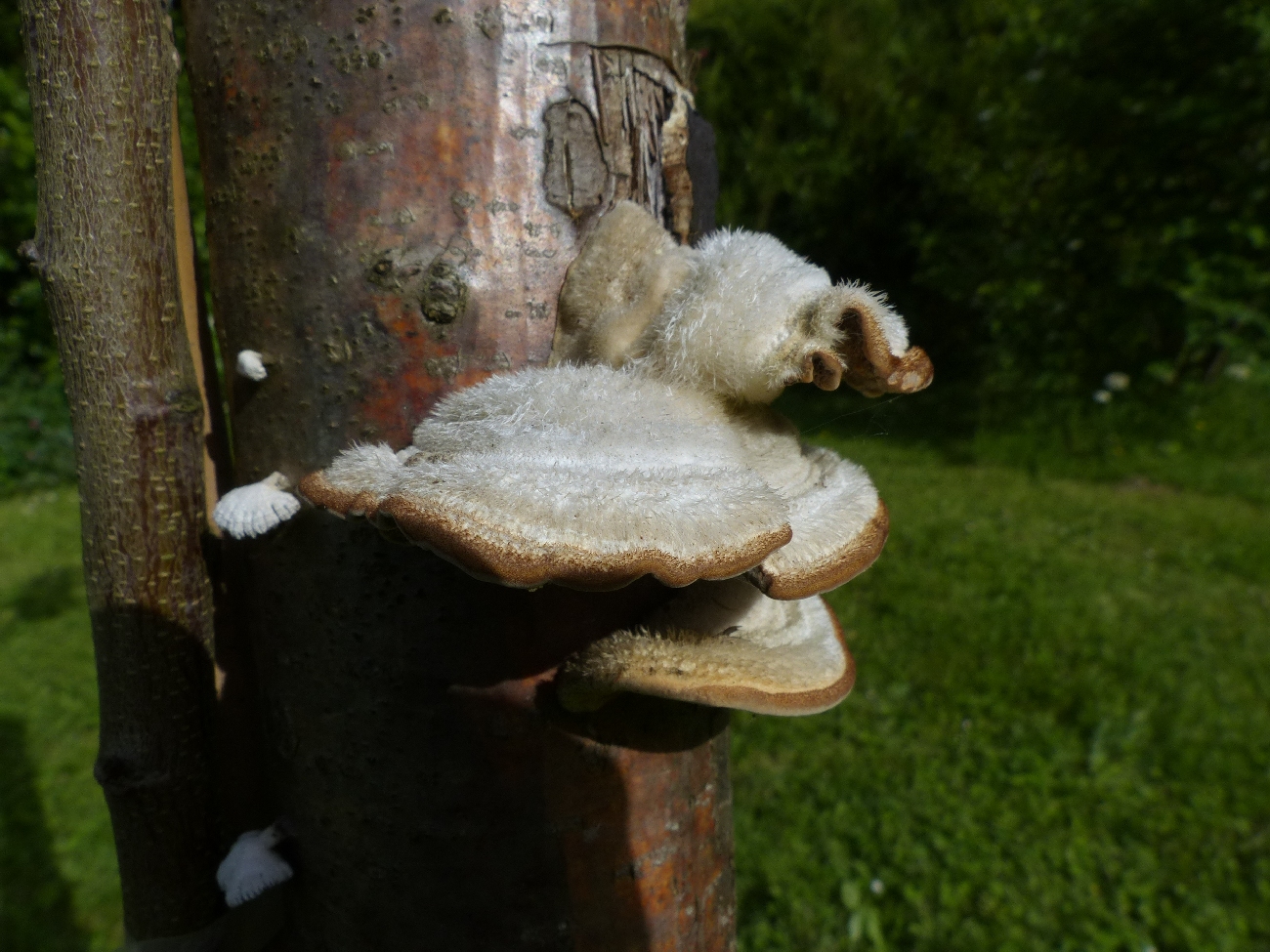 Champignons