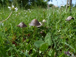 fleur