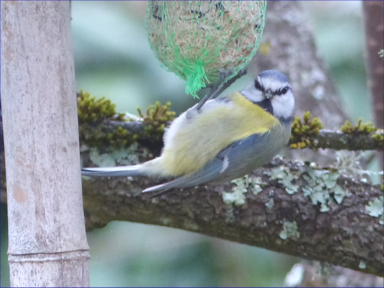 Oiseaux
