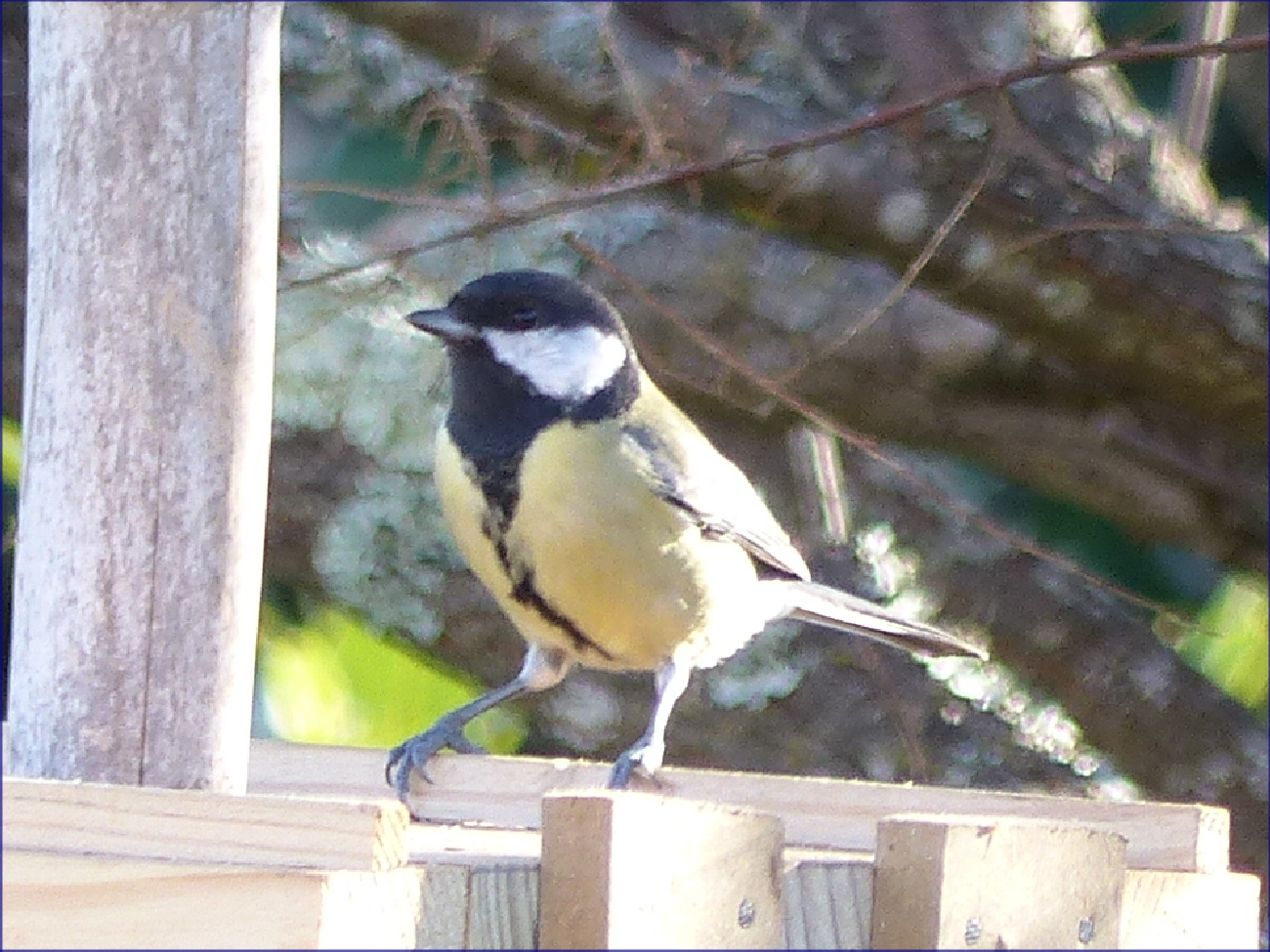 Oiseaux
